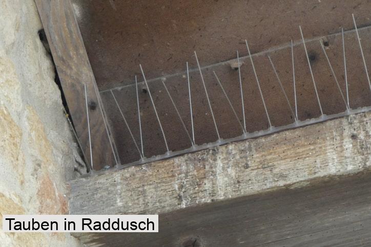 Tauben in Raddusch
